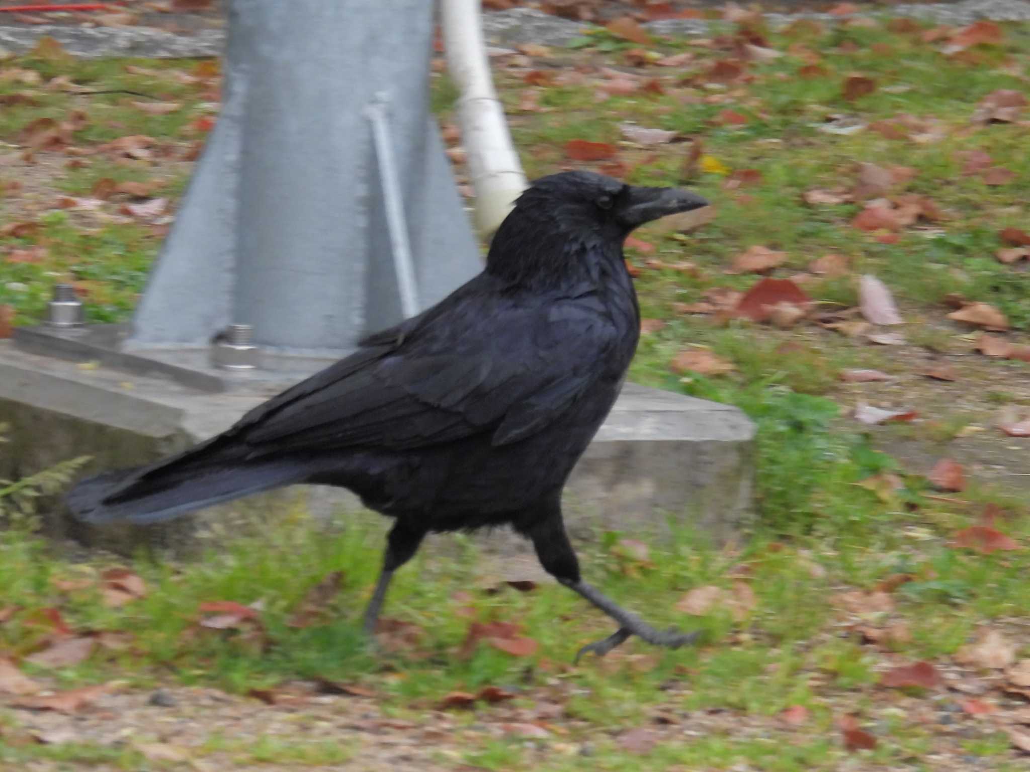 Photo of Carrion Crow at 岡山後楽園 by ゆりかもめ