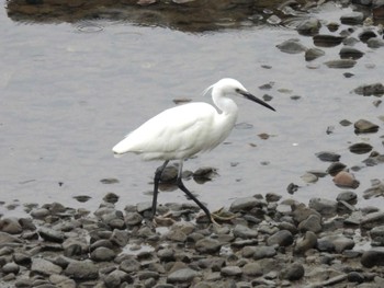 Little Egret 岡山後楽園 Mon, 4/8/2024