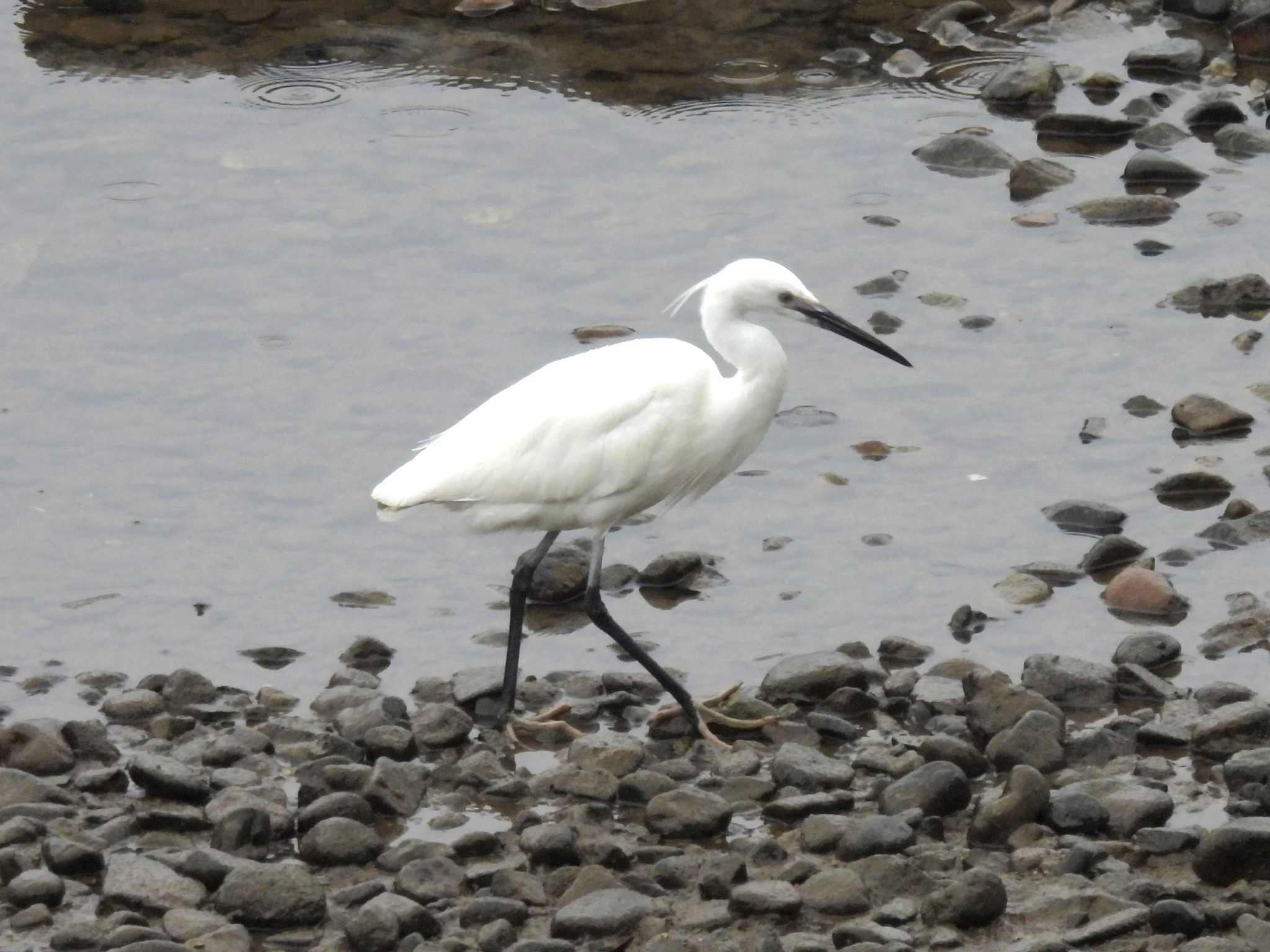 Photo of Little Egret at 岡山後楽園 by ゆりかもめ