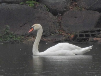 Mute Swan 岡山後楽園 Mon, 4/8/2024