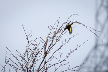 Grey-capped Greenfinch Miyagi Kenminnomori Sun, 12/23/2018