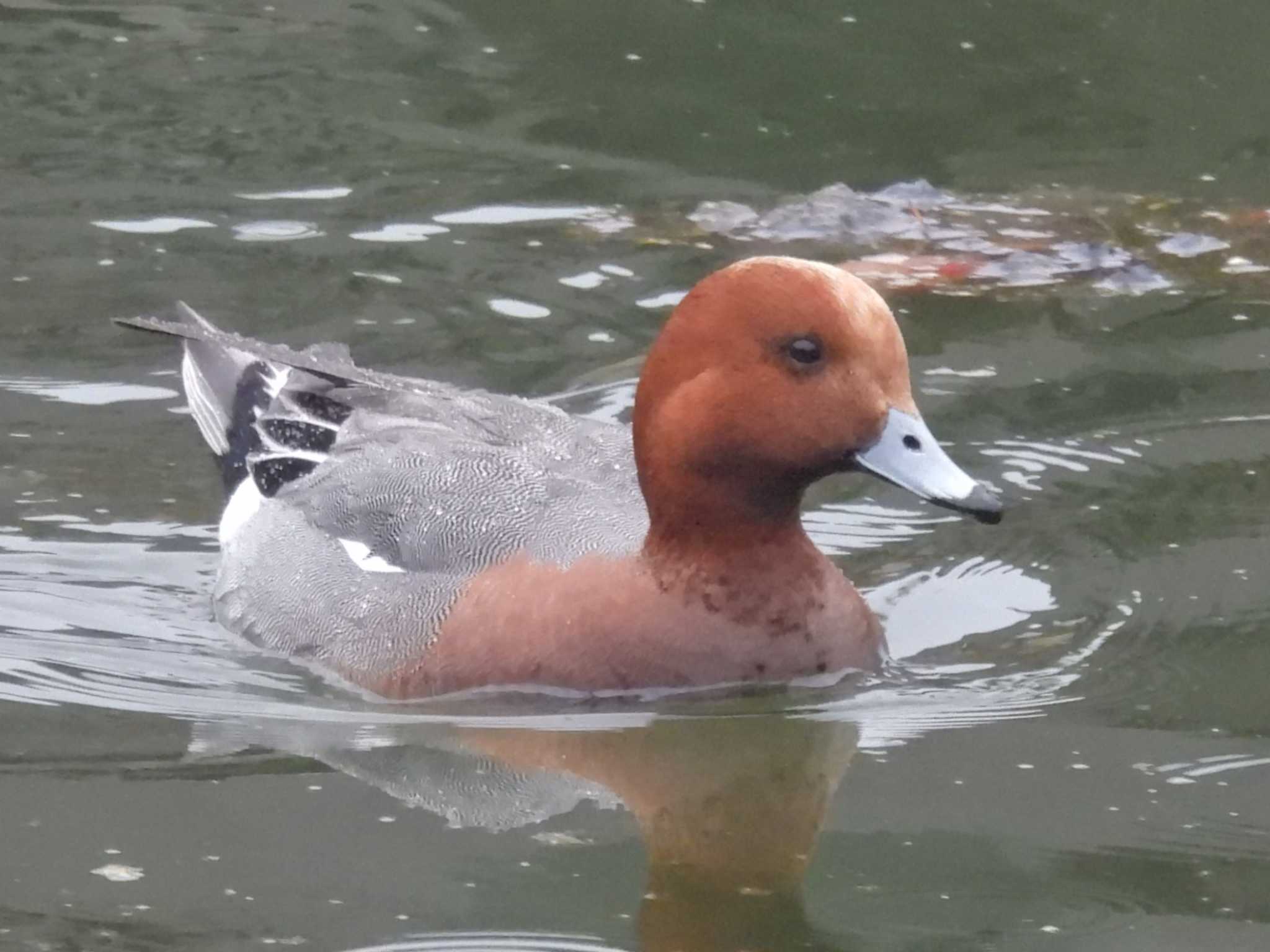 Photo of Eurasian Wigeon at 岡山後楽園 by ゆりかもめ