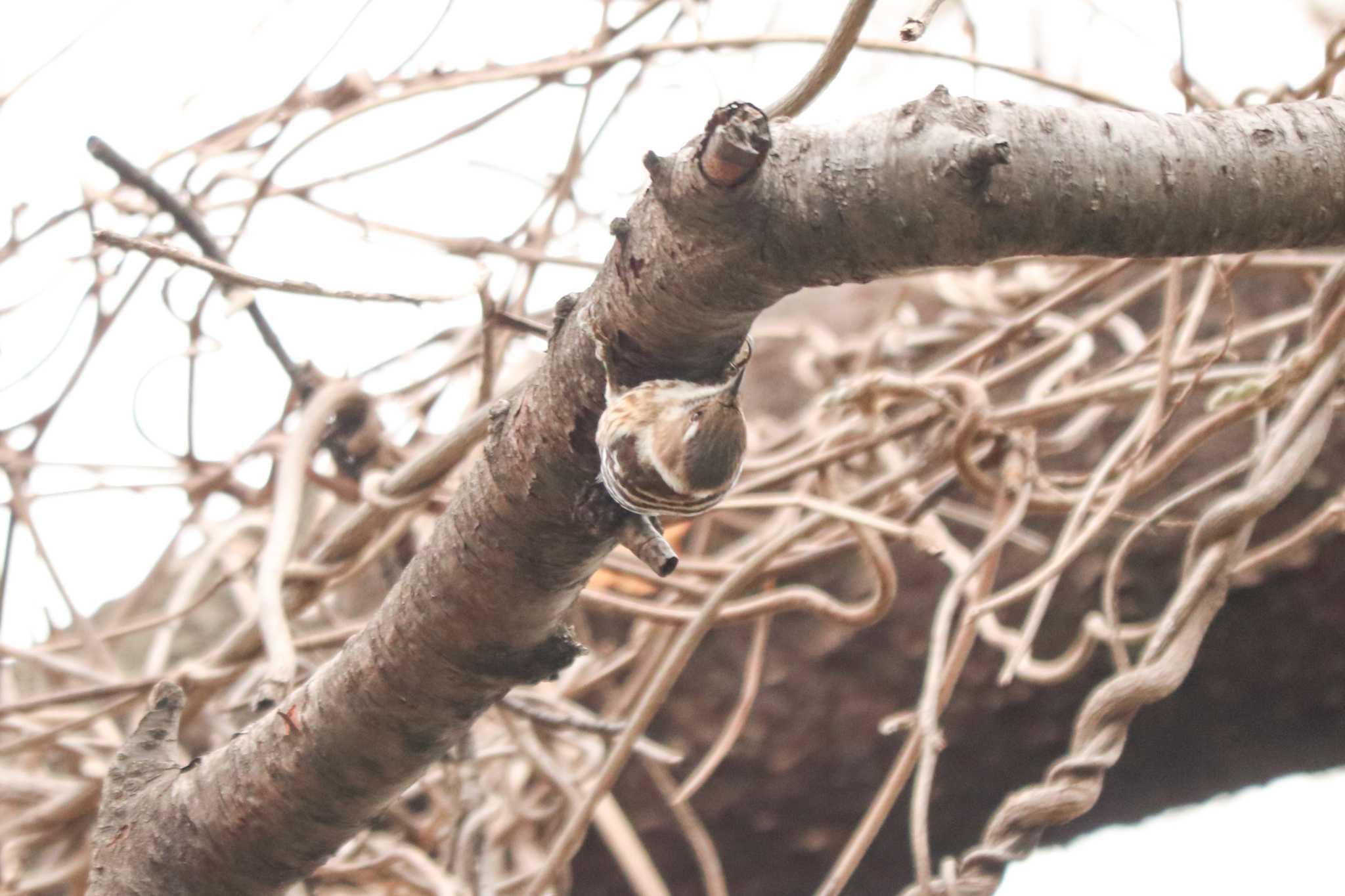 Japanese Pygmy Woodpecker