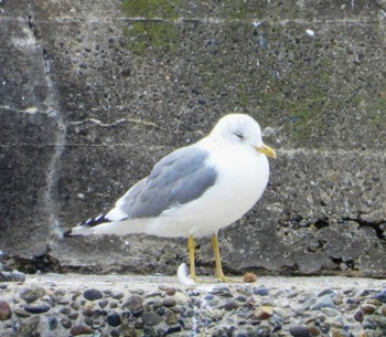 Common Gull Unknown Spots Sat, 3/2/2024