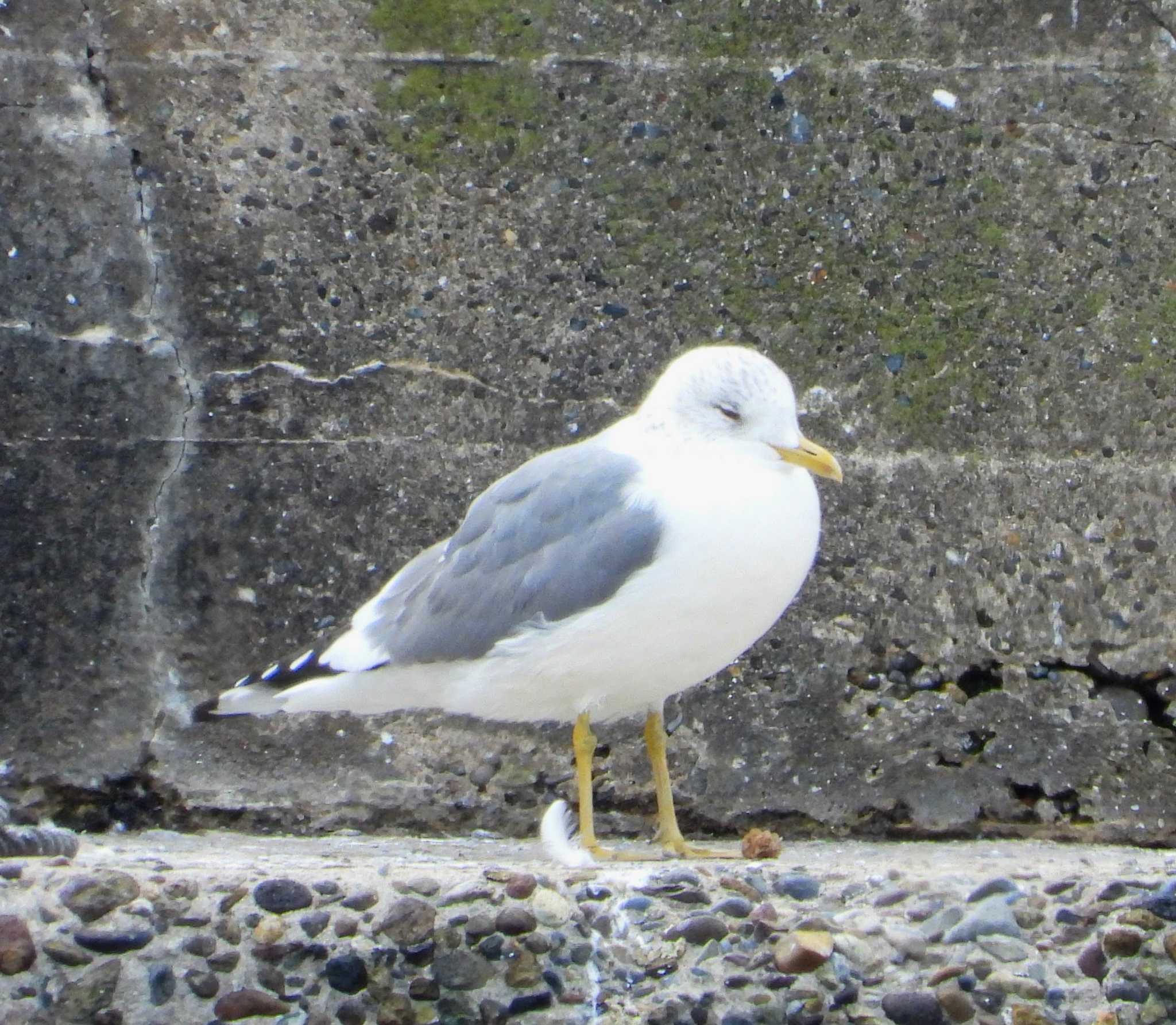 Photo of Common Gull at  by サジタリウスの眼