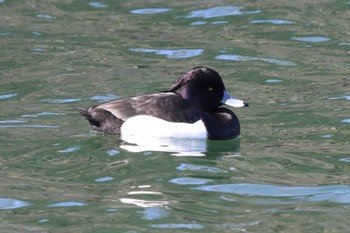 Tufted Duck Osaka castle park Sun, 3/10/2024