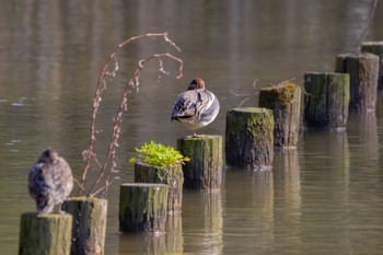 コガモ 花島公園 2024年3月31日(日)