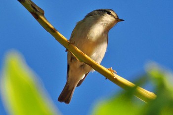 Davison's Leaf Warbler ベトナム Sat, 3/30/2024