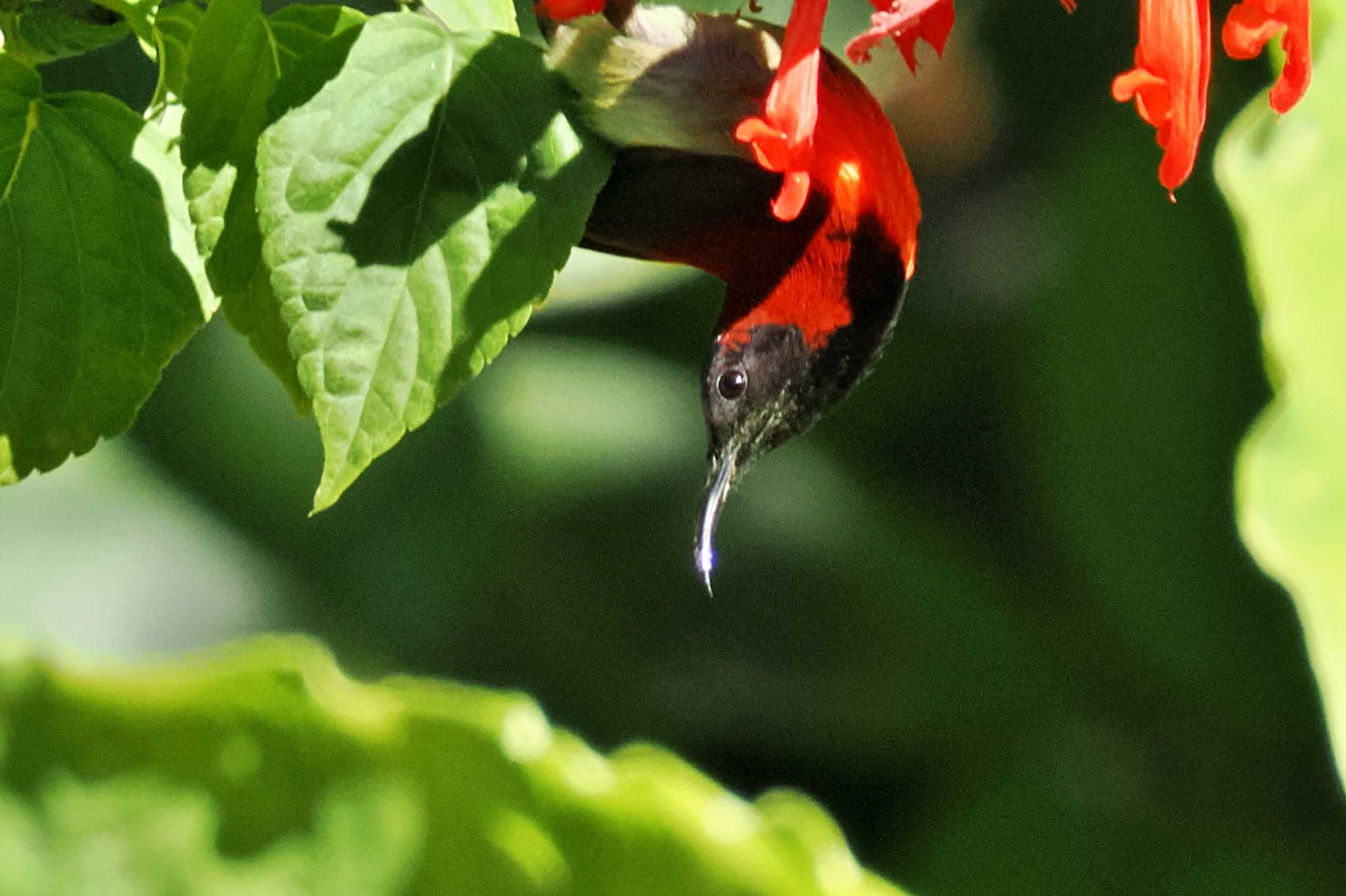 Photo of Crimson Sunbird at ベトナム by 藤原奏冥