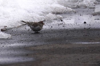 Common Redpoll 石狩川 Sun, 3/10/2024