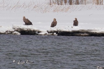 White-tailed Eagle 石狩川 Sun, 3/10/2024