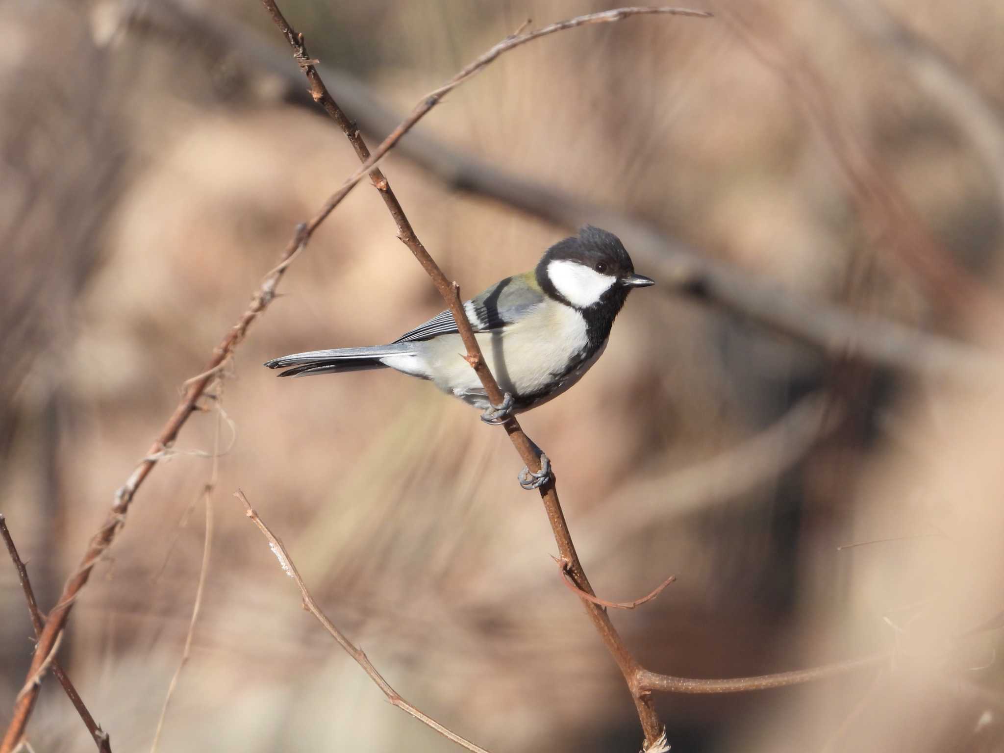 シジュウカラ