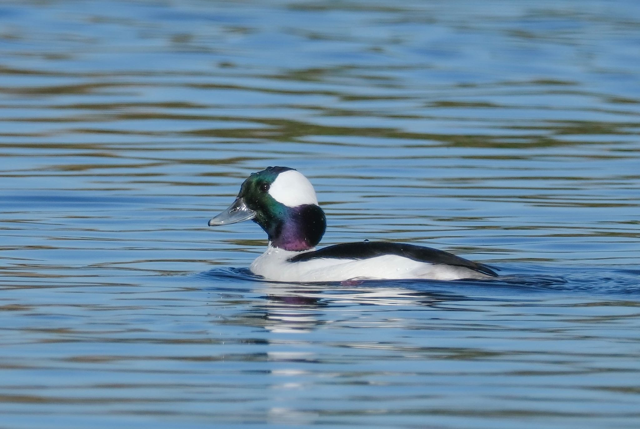 Photo of Bufflehead at 多摩川 by 015