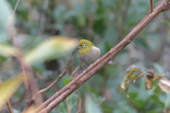 2018年12月23日(日) 三重県上野森林公園の野鳥観察記録