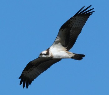 Osprey 多摩川 Sun, 12/25/2022