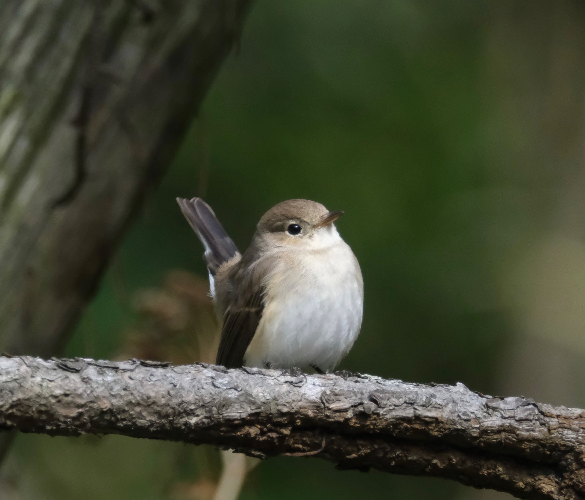 観音崎公園 ニシオジロビタキの写真 by 015