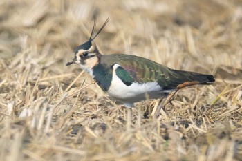 Northern Lapwing 埼玉県 Sun, 12/11/2022