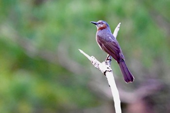 リュウキュウヒヨドリ 場所が不明 2024年4月4日(木)