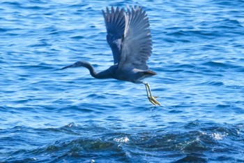 Pacific Reef Heron 神奈川県 Wed, 1/4/2023