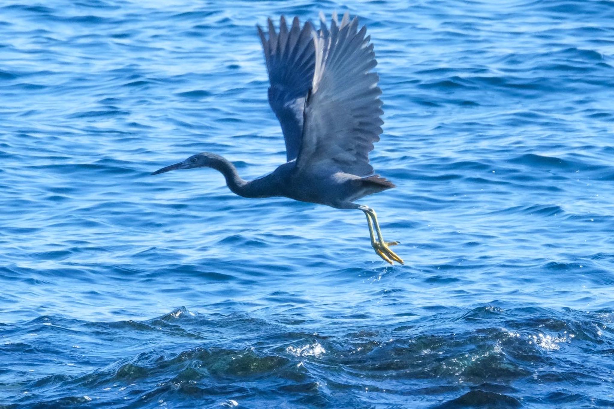 神奈川県 クロサギの写真 by 015