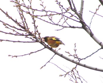 Grey-capped Greenfinch 浜寺公園 Fri, 4/5/2024