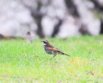 Dusky Thrush 浜寺公園 Fri, 4/5/2024