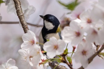 シジュウカラ 東京都 2024年4月8日(月)