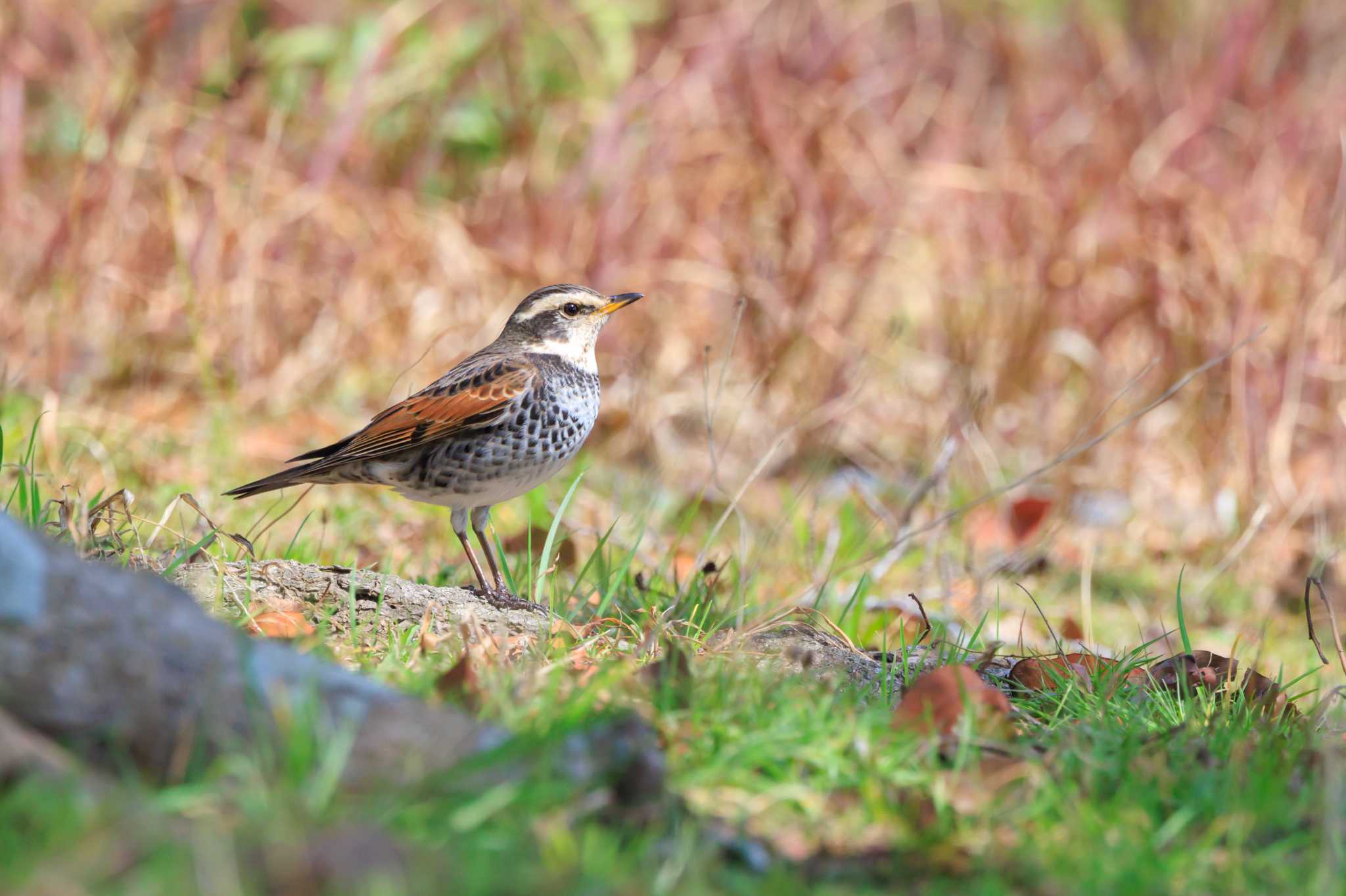 Photo of Dusky Thrush at 石ケ谷公園 by ときのたまお