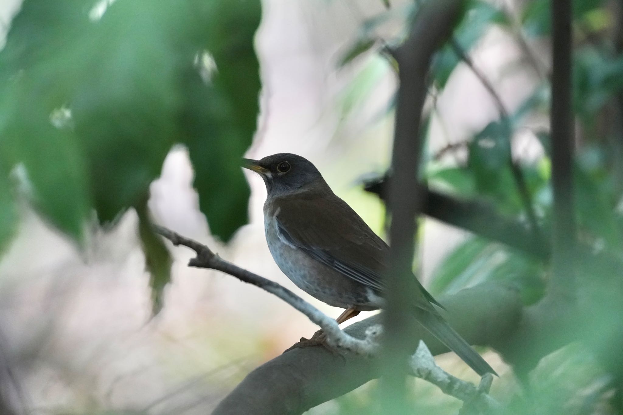 Photo of Pale Thrush at Kitamoto Nature Observation Park by あらどん