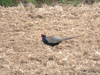 2024年4月6日(土) 蕪栗沼の野鳥観察記録