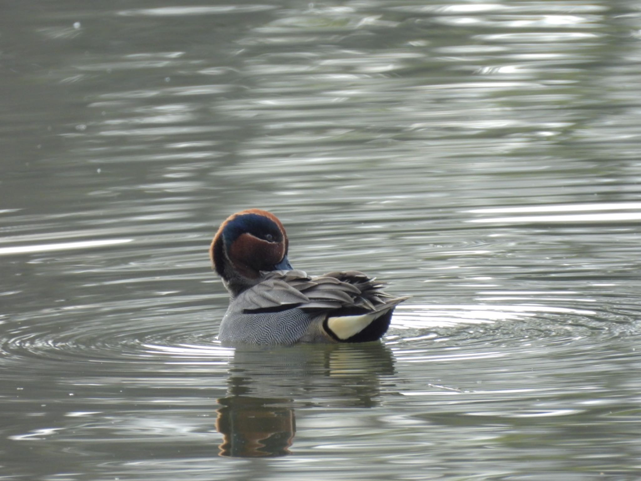 Eurasian Teal