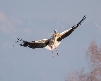 Oriental Stork Watarase Yusuichi (Wetland) Sun, 2/12/2023