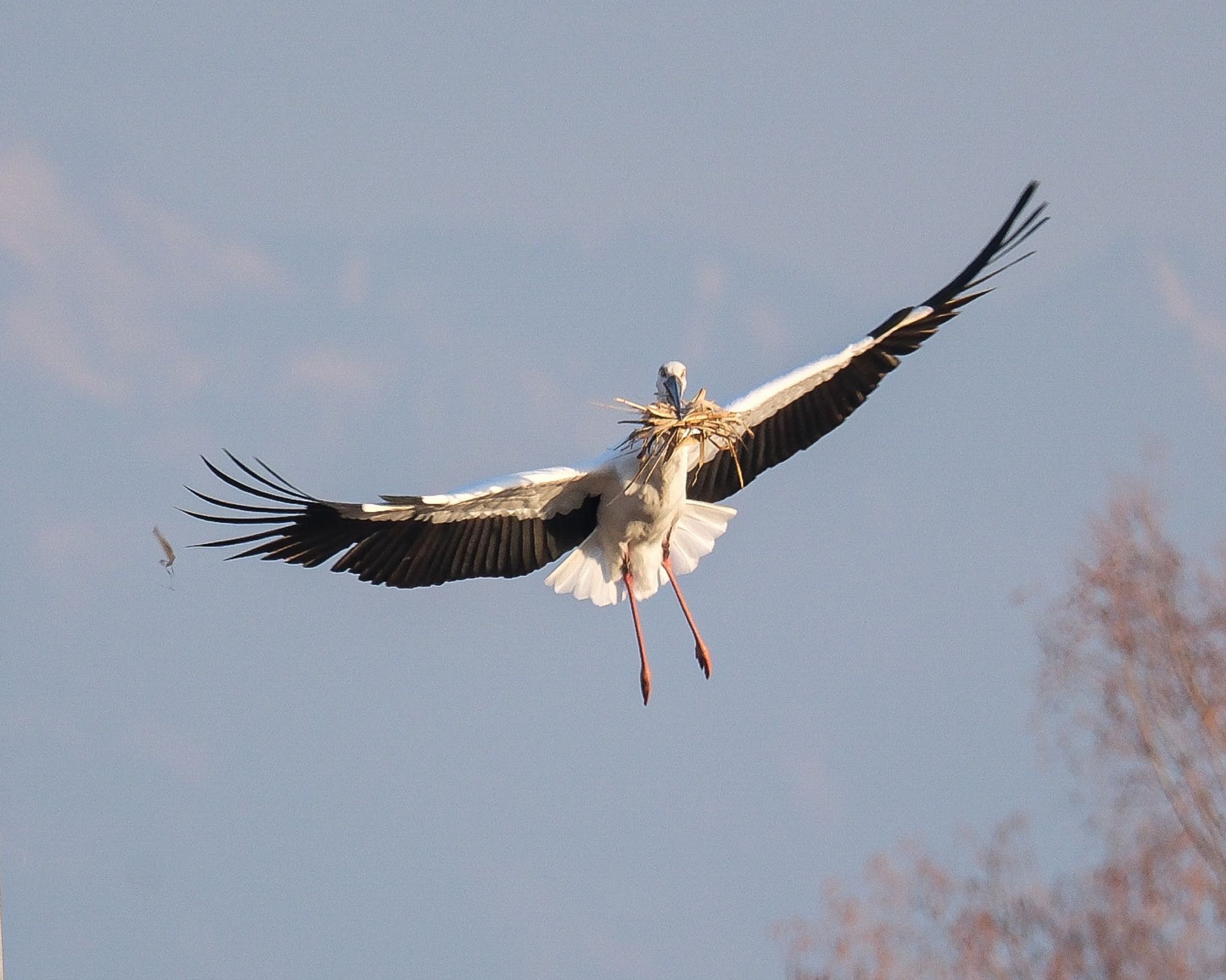Photo of Oriental Stork at Watarase Yusuichi (Wetland) by 015