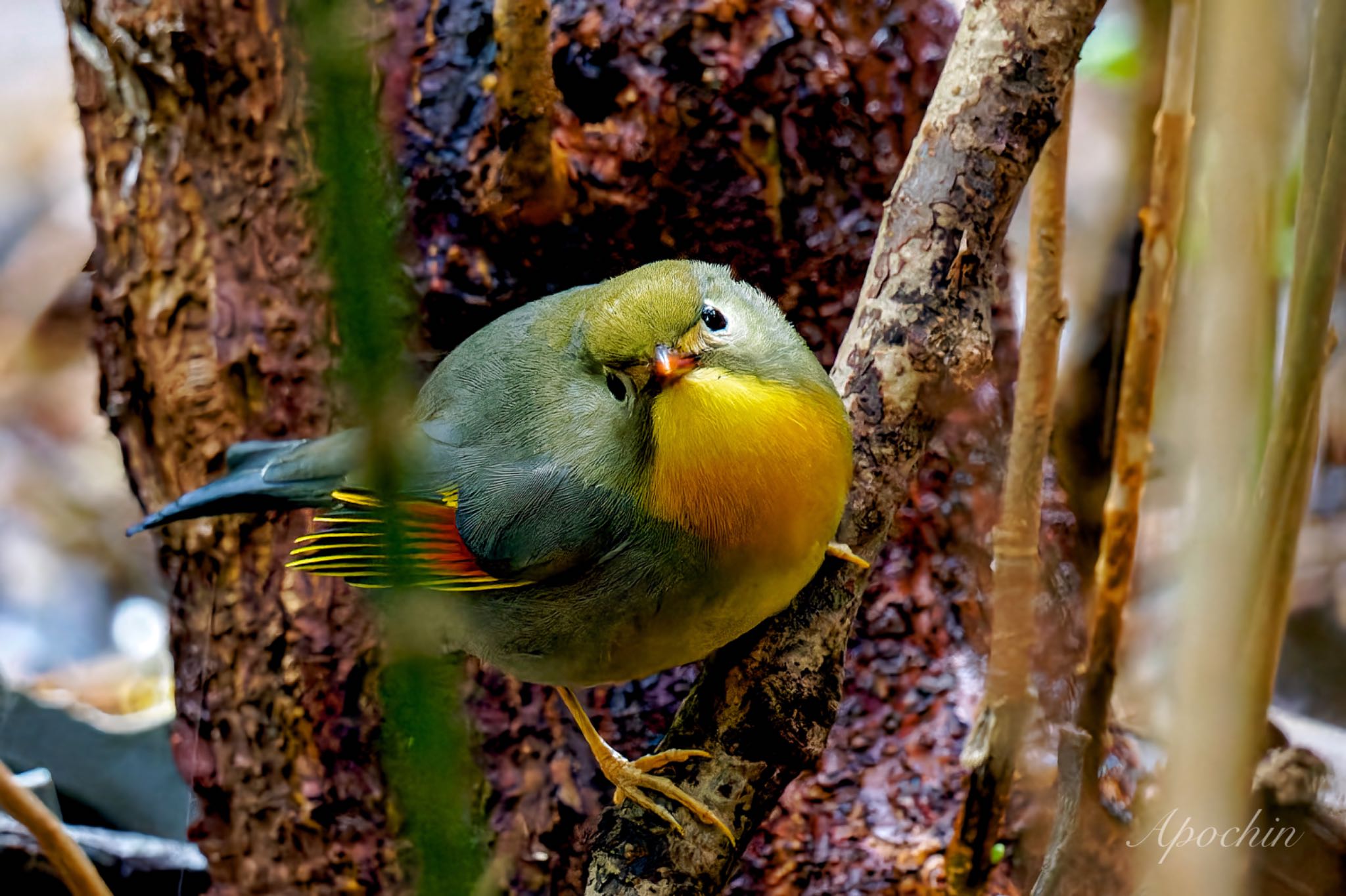 Photo of Red-billed Leiothrix at 真鶴岬 by アポちん