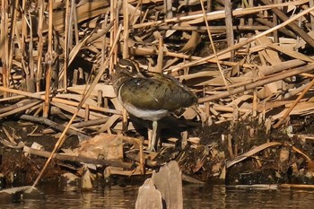 Greater Painted-snipe 千葉県 Sat, 1/21/2023