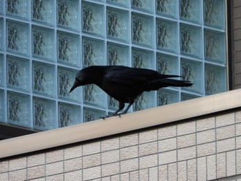 Carrion Crow 生田緑地 Wed, 4/10/2024