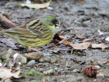 Masked Bunting 生田緑地 Wed, 4/10/2024