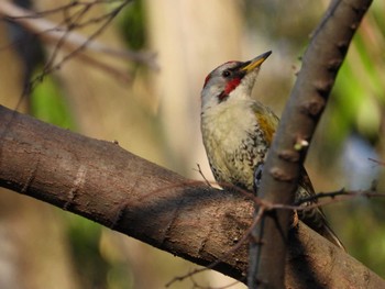 Japanese Green Woodpecker 生田緑地 Wed, 4/10/2024