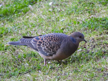 Oriental Turtle Dove 生田緑地 Wed, 4/10/2024