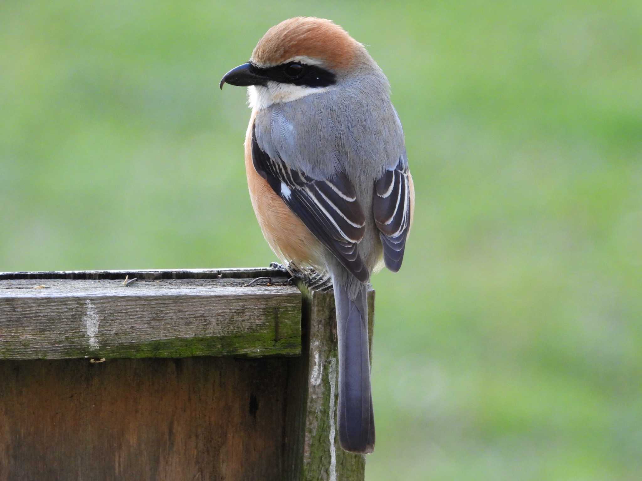 Photo of Bull-headed Shrike at 生田緑地 by ヨシテル