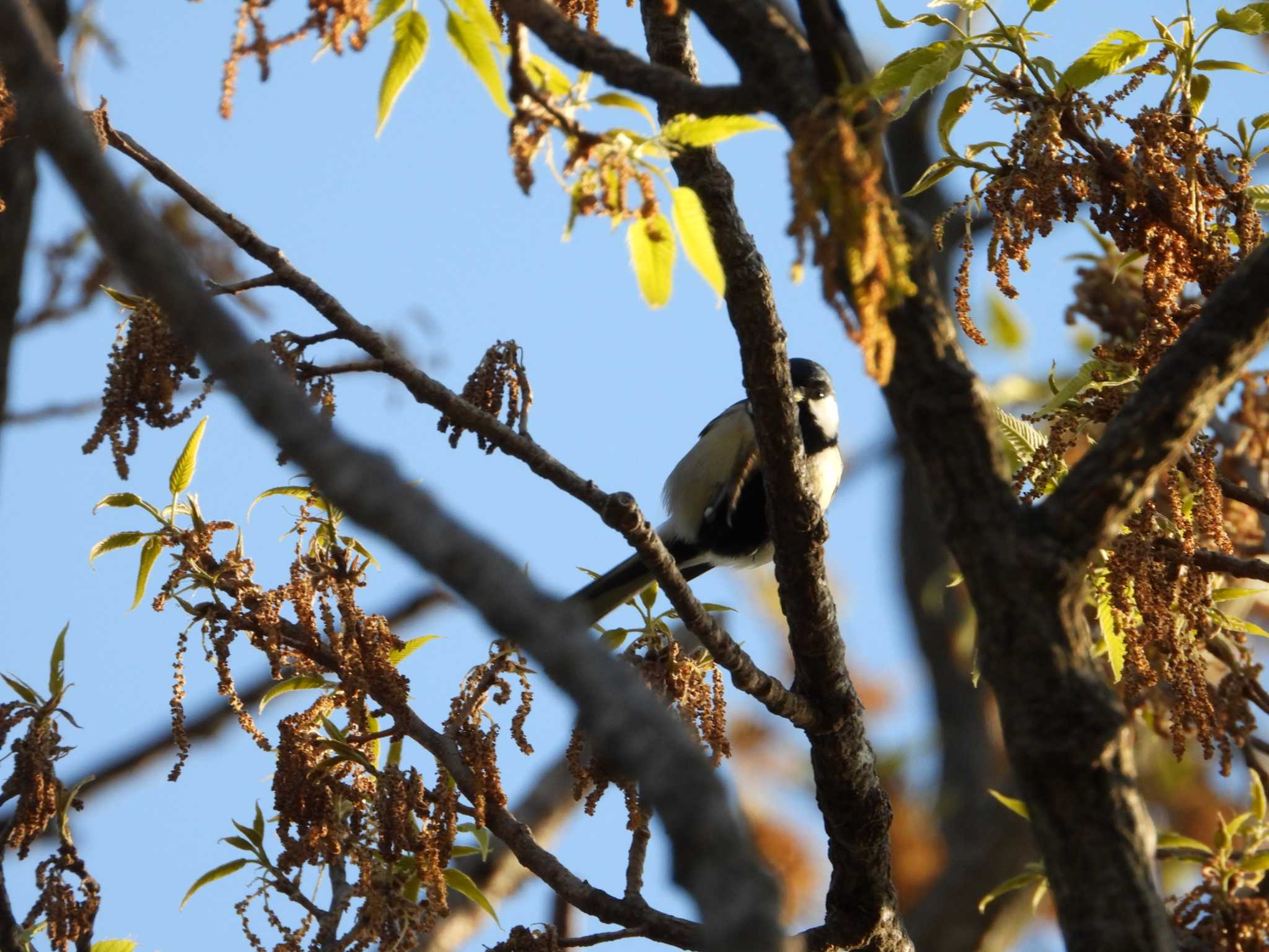 Photo of Japanese Tit at 生田緑地 by ヨシテル