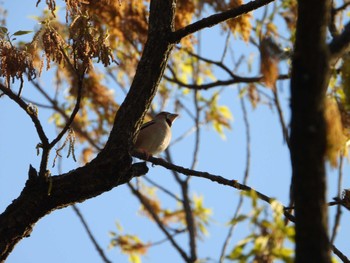 Hawfinch 生田緑地 Wed, 4/10/2024