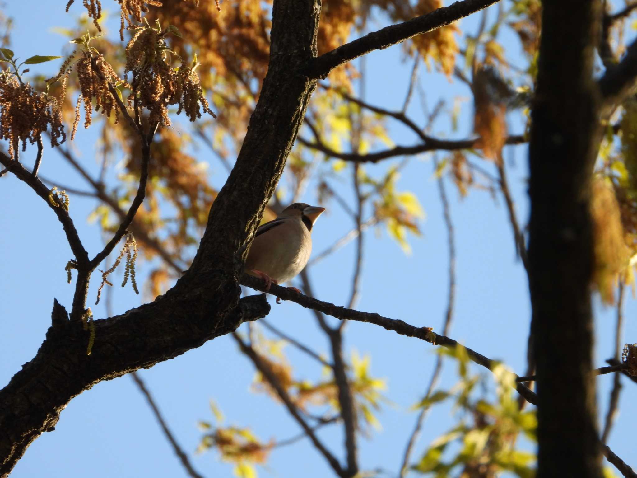 Hawfinch