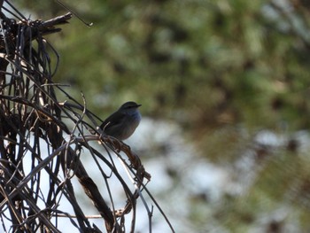 Japanese Bush Warbler 生田緑地 Wed, 4/10/2024