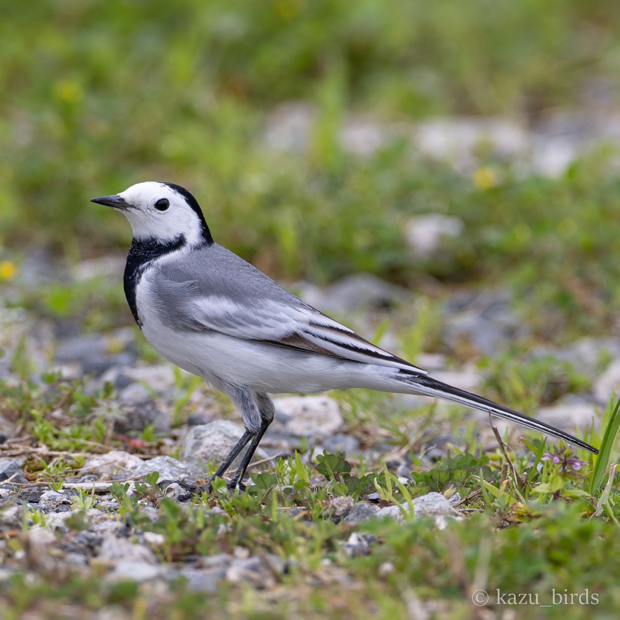 Photo of シベリアハクセキレイ at 長崎 by アグリ