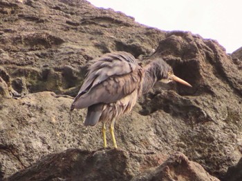 Pacific Reef Heron 真鶴岬 Tue, 4/2/2024