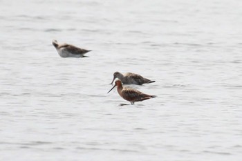 オオソリハシシギ ふなばし三番瀬海浜公園 2024年4月7日(日)