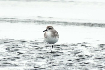 Grey Plover Sambanze Tideland Sun, 4/7/2024