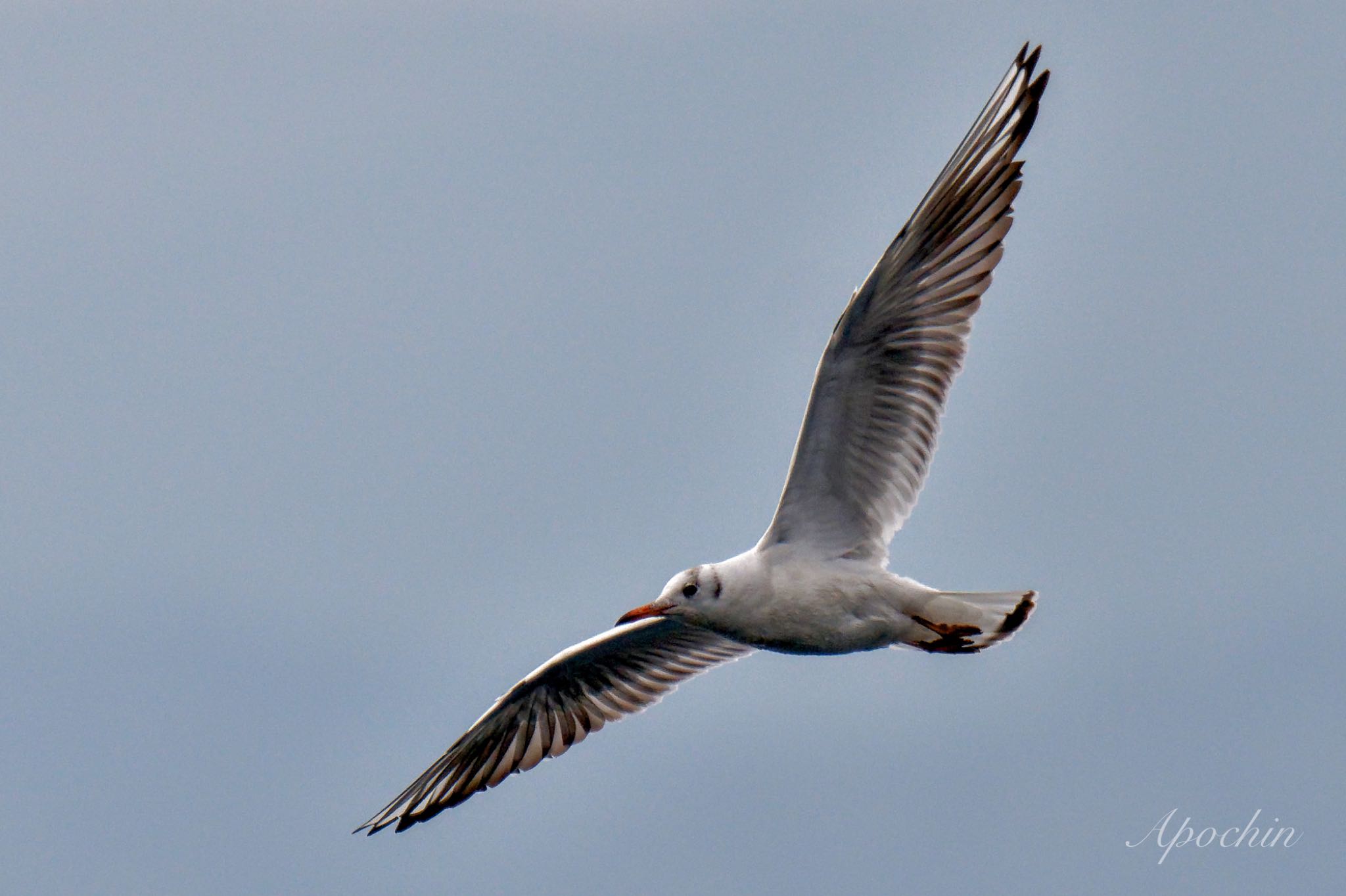 Black-headed Gull