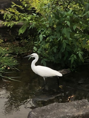 Wed, 4/10/2024 Birding report at 新中川河川敷